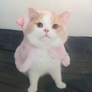 Meet your Posher, Leyla